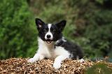 BORDER COLLIE 867